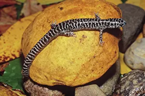 Ambystomatidae: Flatwoods Salamander