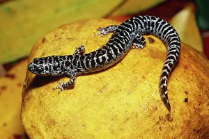 Ambystoma: Flatwoods Salamander