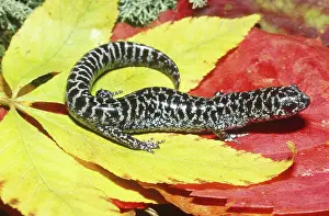 Ambystomatidae: Flatwoods Salamander