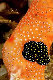 Lea Lee: Flatworm