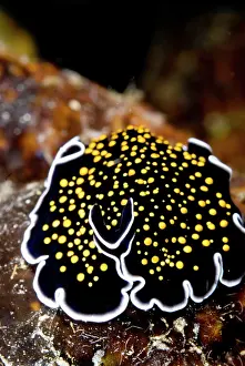 Skirt: Flatworm