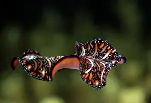 Flatworm: Flatworm