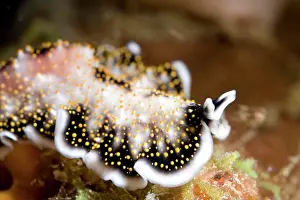 Skirt: Flatworm