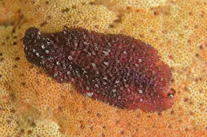 Flatworm: Flatworm on coral on night dive TK1 dive site, Lembeh