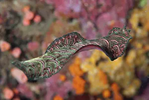 Free: Flatworm - free-swimming