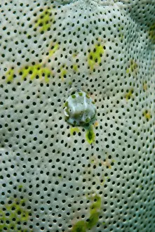 Flatworm: Flatworm on Lesser Urn Sea Squirt (Atriolum robustum