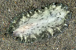 Flatworm: Flatworm - Night dive, Melasti dive site, Amed