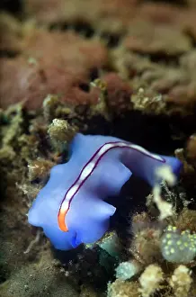 Flatworm: Flatworm (Pseudoceros bifurcus) crawling over the coral