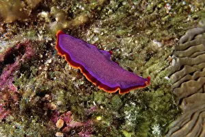 Flatworm: Flatworm, Pseudoceros ferrugineus, Walindi, West New Britain
