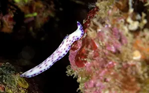 Flatworm: Flatworm (Pseudoceros laingensis) crawling over the reef