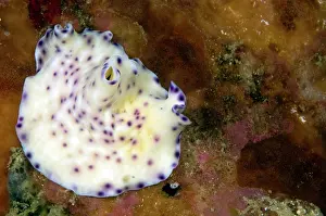 Flatworm: Flatworm (Pseudoceros laingensis) crawling over the reef