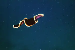 Flatworm: Flatworm - swimming