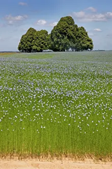 Linseed: Flax field and Lime Tree