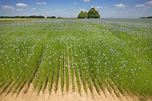Linseed: Flax field and Lime Tree