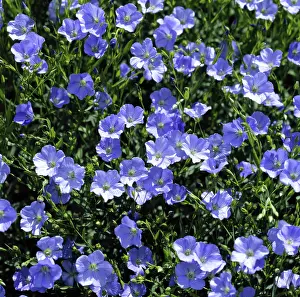 Fiber: Flax flowers