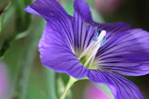 Linum: Flax