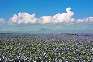 Linum: Flax (Linum usitatissimum) field in flower, volcano