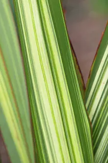 Apricot: Flax, New Zealand flax Apricot Cream, Phormium