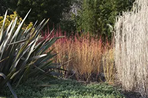 Queen: Flax, New Zealand flax Maori Queen, Phormium tenax
