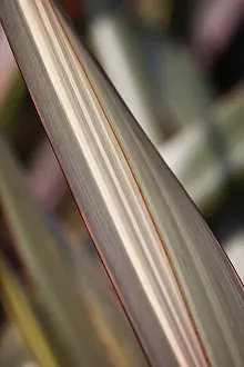 Queen: Flax, New Zealand flax Maori Queen, Phormium tenax