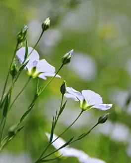 Turned: Flax