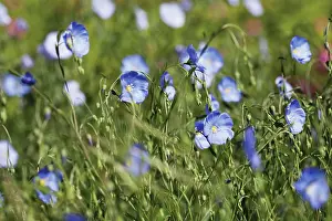 Sapphire: Flax