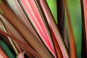 Phormium: Flax