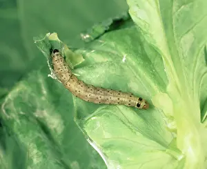 Pisum: Flax tortrix larva