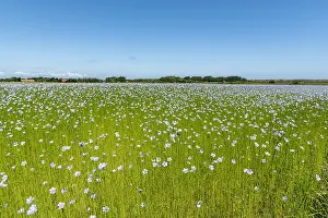 Geraniales: Flaxfield (Linum usitatissimum) in bloom in spring