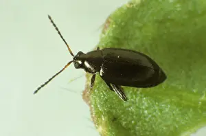 Flea: Flea beetle