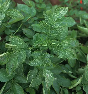 Flea: Flea beetle damage to potato foliage
