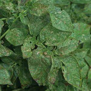 Flea: Flea beetle damage to potato foliage
