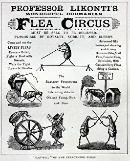 Flea: Flea Circus advert