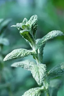Fleabane: Fleabane