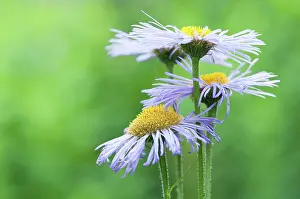 Azure: Fleabane