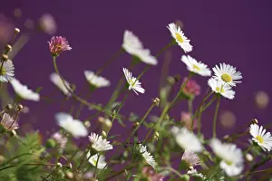 Fleabane: Fleabane