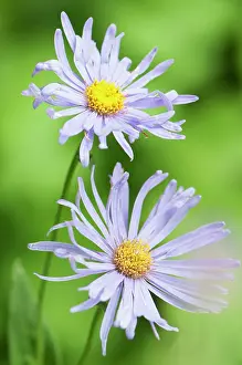 Azure: Fleabane, Erigeron Azure beauty, Close up of two
