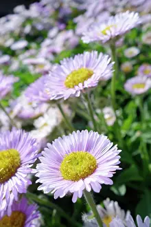 Prosperity: Fleabane, Erigeron ;Prosperity, Mauve coloured petals with
