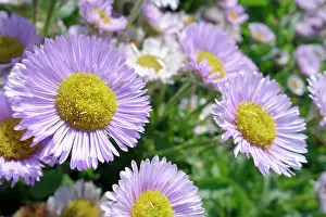 Prosperity: Fleabane, Erigeron Prosperity, Mauve coloured petals with