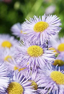 Prosperity: Fleabane, Erigeron Prosperity, Several mauve daisy