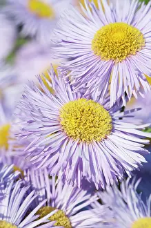 Prosperity: Fleabane, Erigeron Prosperity, Several mauve daisy