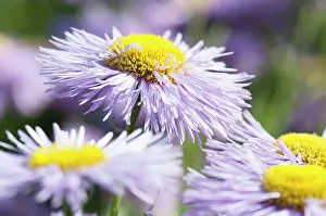 Prosperity: Fleabane, Erigeron Prosperity, Several mauve daisy