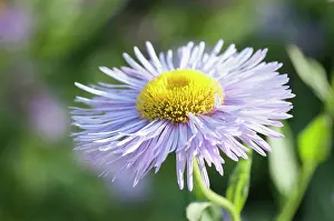 Prosperity: Fleabane, Erigeron Prosperity, Several mauve daisy