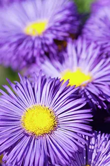 Fleabane: Fleabane, Erigeron Sommerabend, Close view of