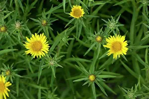 Fleabanes: A fleabane in flower