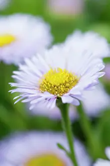 Fleabane: Fleabane, Pale Purple Beach Aster, Erigeron glaucus