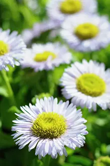 Aster: Fleabane, Pale Purple Beach Aster, Erigeron, Erigeron