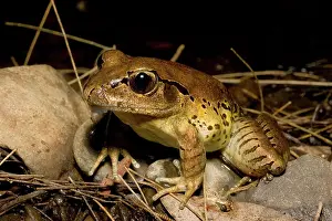 Myobatrachidae: Fleay's barred frog