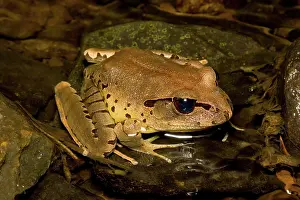 Myobatrachidae: Fleay's barred frog