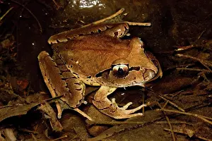 Myobatrachidae: Fleay's barred frog